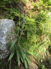 Omalotheca norvegica