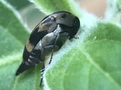 Mediimorda bipunctata