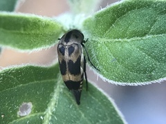 Mediimorda bipunctata