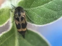 Mediimorda bipunctata