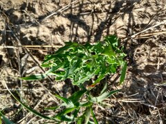 Cycloloma atriplicifolium