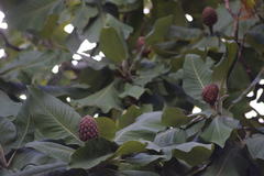 Magnolia dealbata
