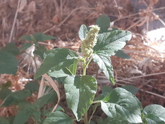 Amaranthus deflexus