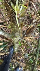 Lepanthes mucronata
