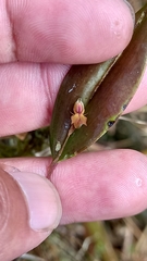 Lepanthes mucronata