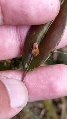 Lepanthes mucronata