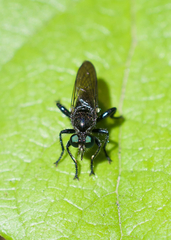 Laphria franciscana