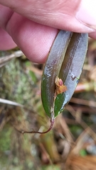 Lepanthes mucronata