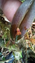 Lepanthes mucronata