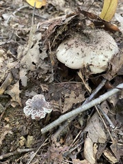 Fungi