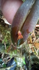 Lepanthes mucronata
