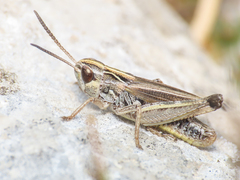 Stenobothrus apenninus