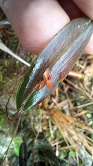 Lepanthes mucronata