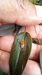 Lepanthes mucronata