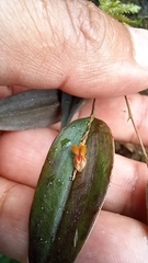 Lepanthes mucronata