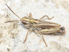 Stenobothrus apenninus