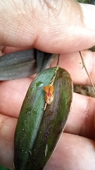 Lepanthes mucronata