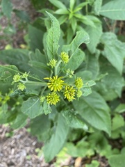 Verbesina alternifolia