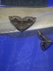 Scotopteryx moeniata