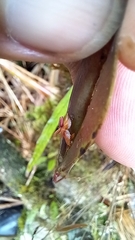 Lepanthes mucronata