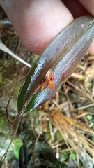 Lepanthes mucronata