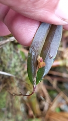 Lepanthes mucronata