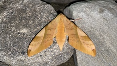 Clanis bilineata