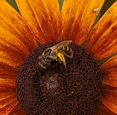 Halictus ligatus