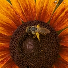 Halictus ligatus