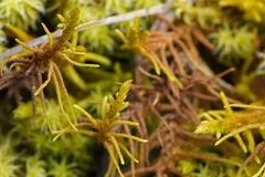Abietinella