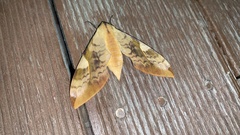 Clanis bilineata