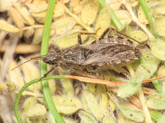 Coranus tuberculifer