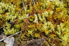 Abietinella