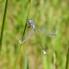 Lestes unguiculatus