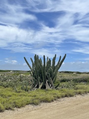 Cereus repandus
