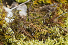 Abietinella