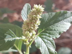 Amaranthus deflexus