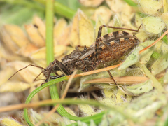 Coranus tuberculifer