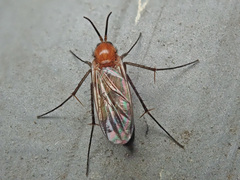 Neoclastobasis draskovitsae