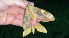 Clanis bilineata