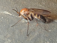 Neoclastobasis draskovitsae