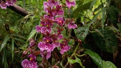 Caucaea