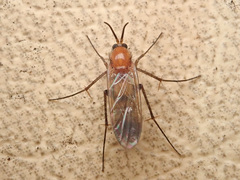 Neoclastobasis draskovitsae