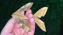 Clanis bilineata