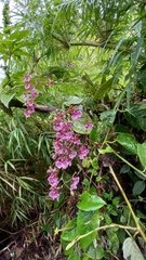 Caucaea