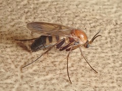 Neoclastobasis draskovitsae