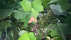 Clanis bilineata