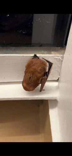Eastern Red Bat photographed in Michigan