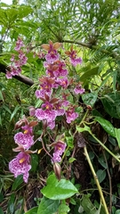 Caucaea