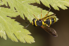 Ceriana vespiformis